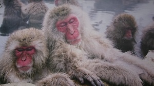 snow monkey2.JPG