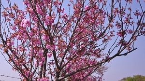 春桜2.JPG