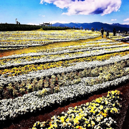 花フェスタ2.JPG